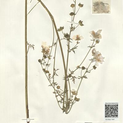 Malva tournefortiana L. -  RO-HSepv 14267 photo