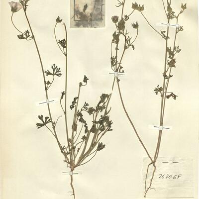 Malva trifida Cav. -  RO-HSepv 11435 photo