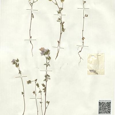 Malva trifida Cav. -  RO-HSepv 17188 photo