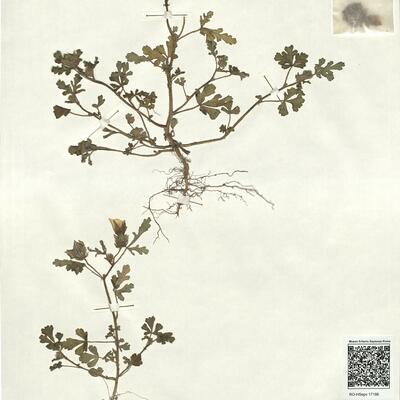 Hibiscus trionum L.  -  RO-HSepv 17186 photo