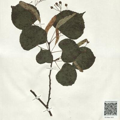 Tilia cordata Mill. -  RO-HSepv 19220 photo