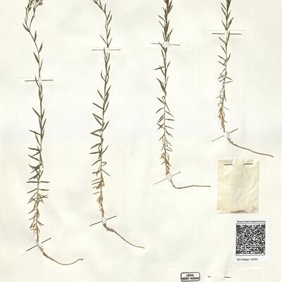Linum alpinum Jacq. subsp. gracilius (Bertol.) Pignatti  -  RO-HSepv 14230 photo