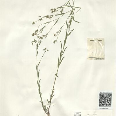 Linum corymbulosum Reichenb. -  RO-HSepv 16230 photo