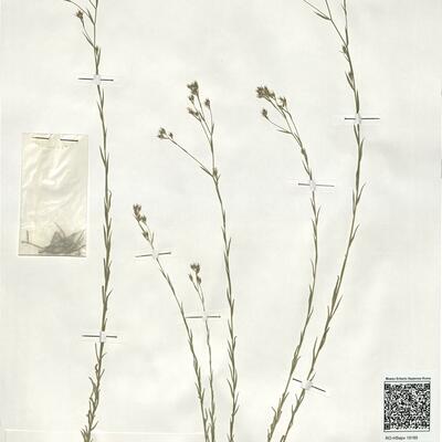 Linum corymbulosum Reichenb. -  RO-HSepv 19185 photo