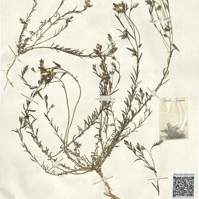 Linum decumbens Desf. var. decumbens  -  RO-HSepv 13286 photo