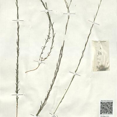 Linum narbonense L.  -  RO-HSepv 18131 photo