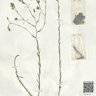 Linum narbonense L.  -  RO-HSepv 19186 photo