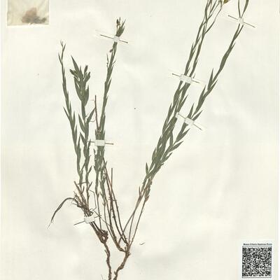 Linum nervosum Waldst. & Kit.  -  RO-HSepv 15259 photo