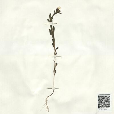 Linum nodiflorum L.  -  RO-HSepv 17153 photo