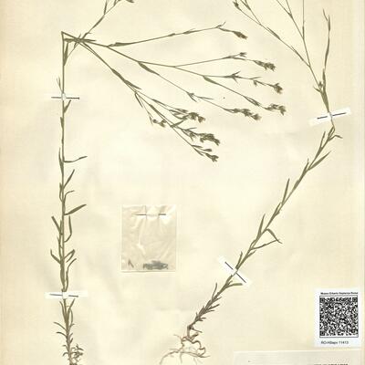 Linum strictum L. subsp. corymbulosum (Reichenb.) Rouy -  RO-HSepv 11413 photo