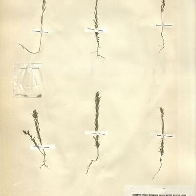 Linum strictum L. subsp. strictum var. spicatum (Lam.) Pers. -  RO-HSepv 11414 photo