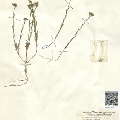Linum strictum L. subsp. strictum var. strictum  -  RO-HSepv 12310 photo