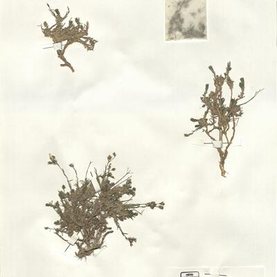 Linum suffruticosum L. subsp. appressum (Caball.) Rivas-Martínez -  RO-HSepv 14231 photo