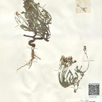 Linum suffruticosum L. subsp. appressum (Caball.) Rivas-Martínez ^ -  RO-HSepv 15263 photo