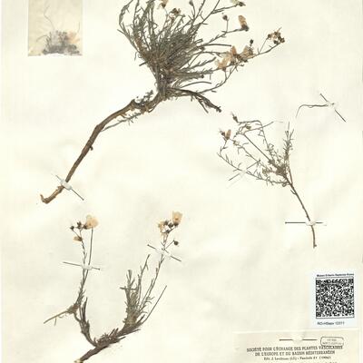 Linum suffruticosum L. subsp. jimenezii (Pau) Rivas Goday & Rivas-Martínez ^ -  RO-HSepv 12311 photo