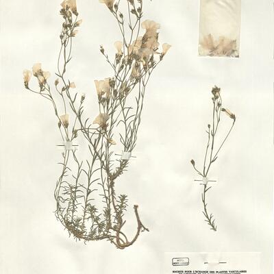 Linum suffruticosum L. subsp. suffruticosum -  RO-HSepv 16231 photo