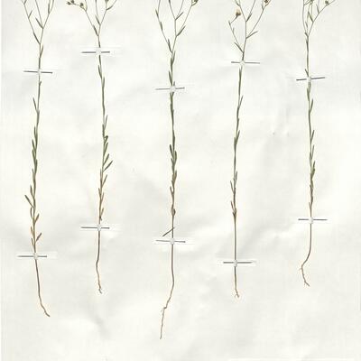 Linum trigynum L.  -  RO-HSepv 19188 photo