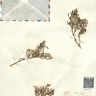 Zygophyllum fontanesii P.B. Webb & Berth. -  RO-HSepv 12308 photo