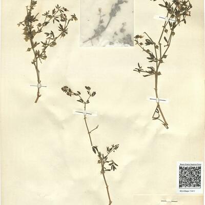 Fagonia cretica L.  -  RO-HSepv 11411 photo