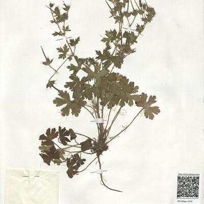 Geranium bohemicum L.  -  RO-HSepv 19181 photo