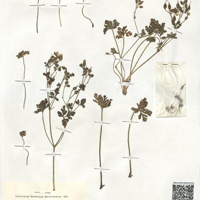 Geranium cataractarum Coss. subsp. pitardii Maire -  RO-HSepv 19182 photo