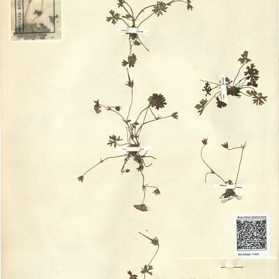 Geranium cinereum Cav. subsp. subcaulescens (L'Hér. ex DC.) Hayek -  RO-HSepv 11405 photo