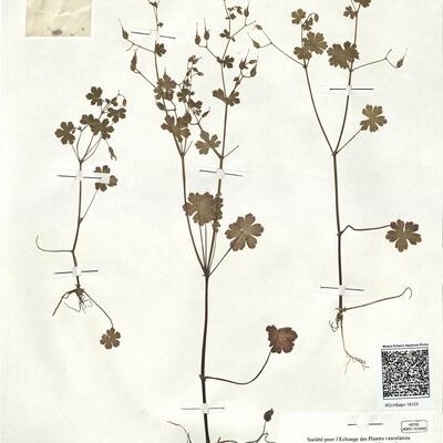 Geranium lucidum L.  -  RO-HSepv 18123 photo