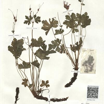 Geranium macrorrhizum L. -  RO-HSepv 18124 photo