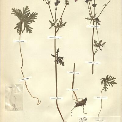 Geranium malviflorum Boiss. & Reut. -  RO-HSepv 11406 photo
