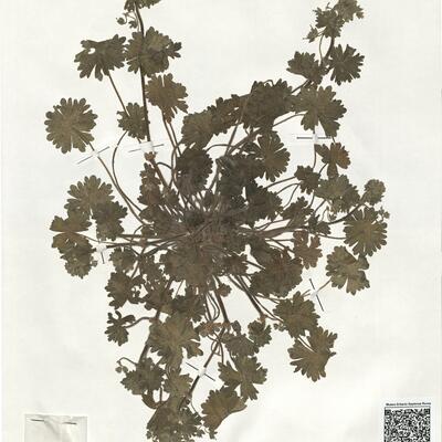 Geranium molle L.  -  RO-HSepv 19183 photo