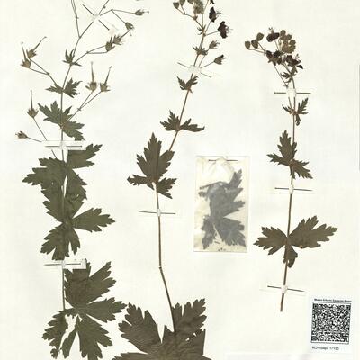 Geranium phaeum L. var. phaeum  -  RO-HSepv 17150 photo