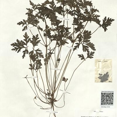 Geranium purpureum Vill. -  RO-HSepv 18125 photo