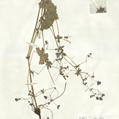 Geranium pyrenaicum Burm. f. -  RO-HSepv 17151 photo