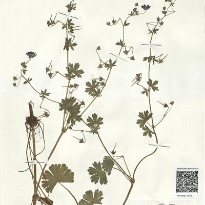 Geranium pyrenaicum Burm. f. -  RO-HSepv 18126 photo