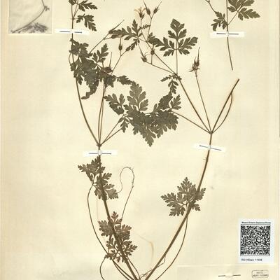 Geranium robertianum L. subsp. robertianum  -  RO-HSepv 11408 photo