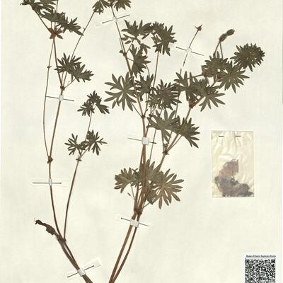 Geranium sanguineum L. subsp. sanguineum  -  RO-HSepv 13279 photo