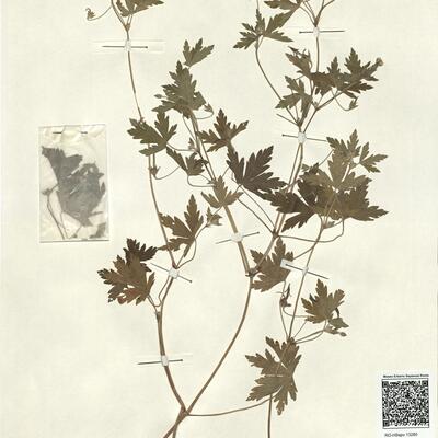 Geranium sibiricum L.  -  RO-HSepv 13280 photo