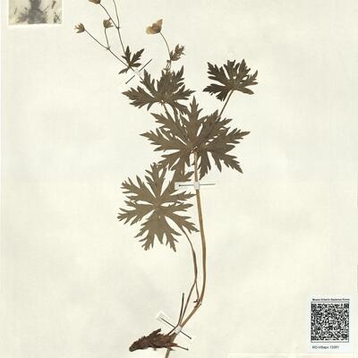 Geranium sylvaticum L. subsp. rivulare (Vill.) Rouy -  RO-HSepv 13281 photo