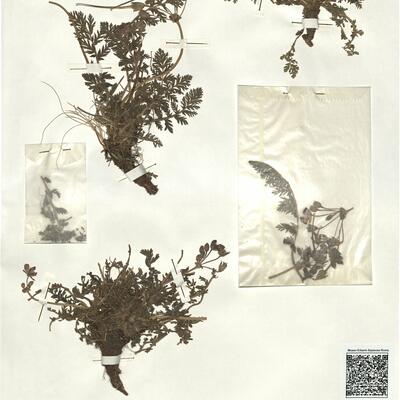 Erodium castellanum (Pau) Guittonneau -  RO-HSepv 17144 photo