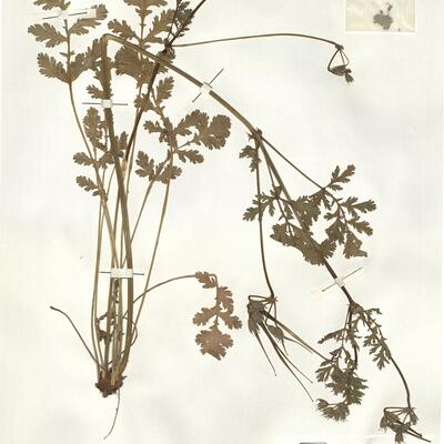 Erodium ciconium (L.) L'Hér.  -  RO-HSepv 15252 photo