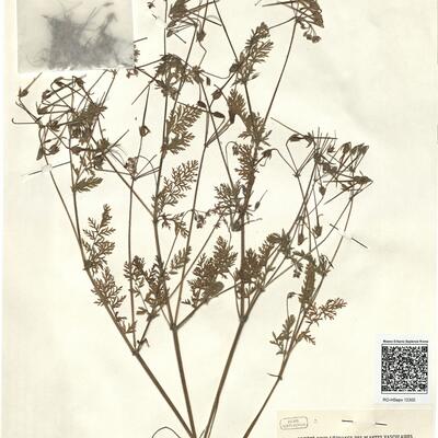 Erodium cicutarium  (L.) L'Hér.   -  RO-HSepv 12302 photo