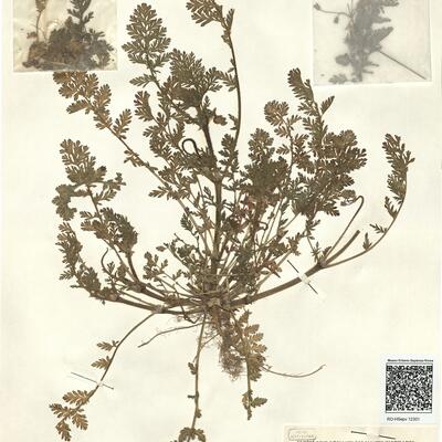 Erodium cicutarium (L.) L'Hér. subsp. cicutarium -  RO-HSepv 12301 photo