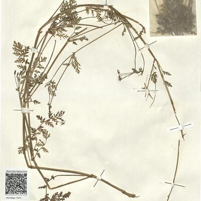 Erodium cicutarium (L.) L'Hér. subsp. cicutarium -  RO-HSepv 13275 photo