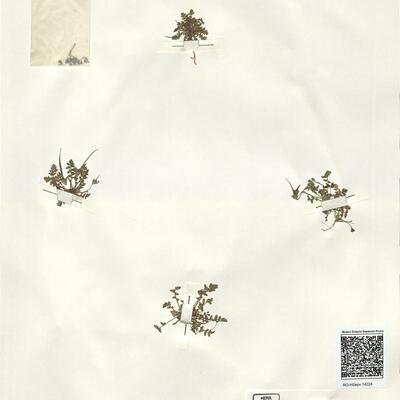 Erodium cicutarium (L.) L'Hér. subsp. cicutarium -  RO-HSepv 14224 photo