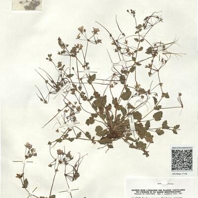 Erodium crenatum Pomel var. crenatum -  RO-HSepv 17148 photo