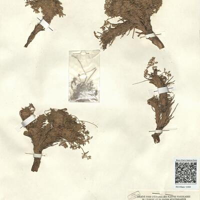 Erodium glandulosum (Cav.) Willd. -  RO-HSepv 12304 photo