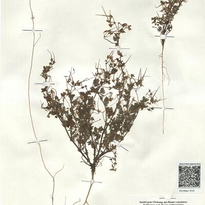 Erodium lebelii Jord. subsp. lebelii -  RO-HSepv 18122 photo