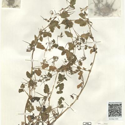 Erodium malacoides (L.) L'Hér. -  RO-HSepv 15254 photo