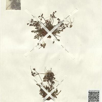 Erodium sebaceum Del. -  RO-HSepv 13276 photo