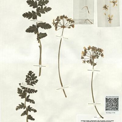 Erodium tordylioides (Desf.) L'Hér. -  RO-HSepv 17149 photo